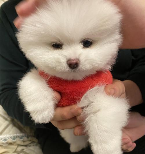 无锡博美的价格与价值分析（探讨无锡博美狗狗在市场上的定价以及其所提供的价值）