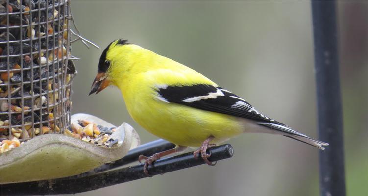 黄雀与苏子的故事（黄雀的聪明与机智）