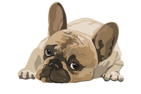 狗细小传染途径