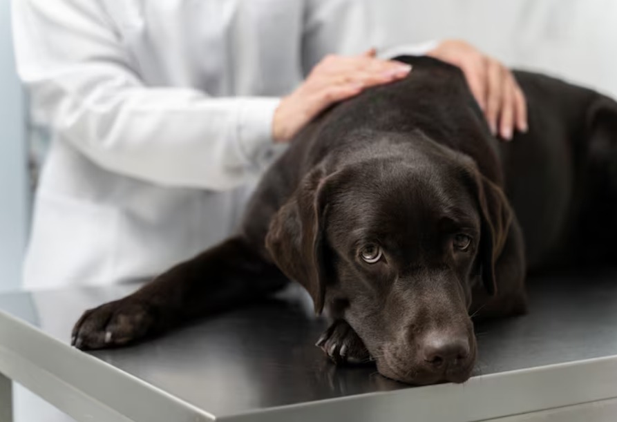 狗细小会传染人吗？