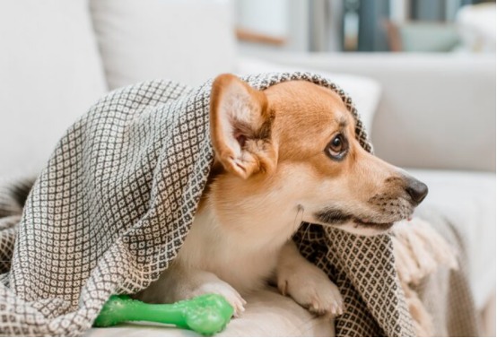 狗细小会不会传染给人？