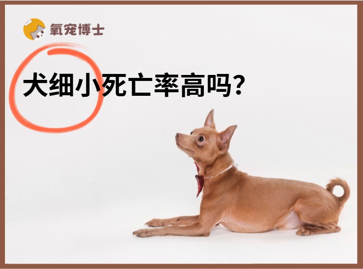 狗狗得细小死亡率高吗？取决于3个关键因素