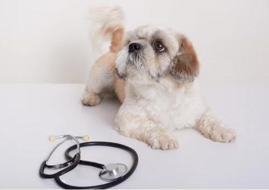 狗狗得细小存活率高吗？