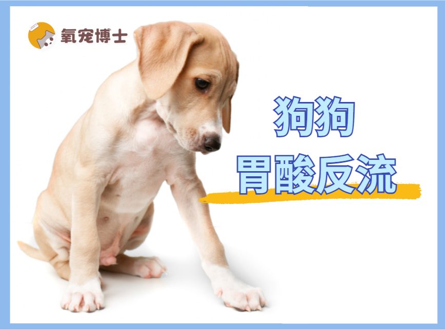 狗狗胃酸反流怎么缓解？