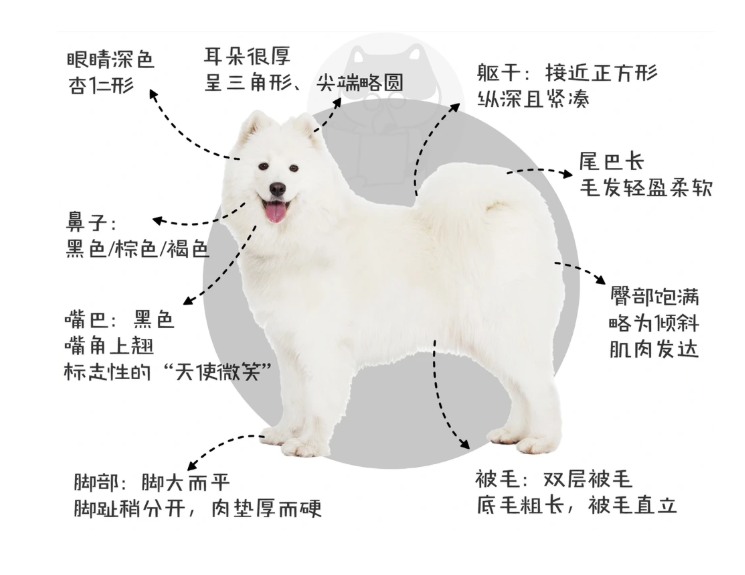 萨摩耶=微笑天使？新手慎入！