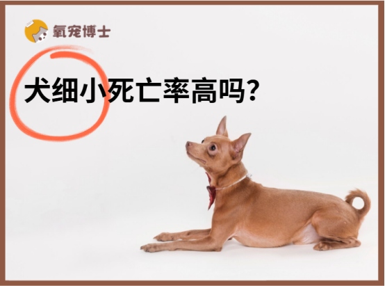狗狗得细小死亡率高吗？