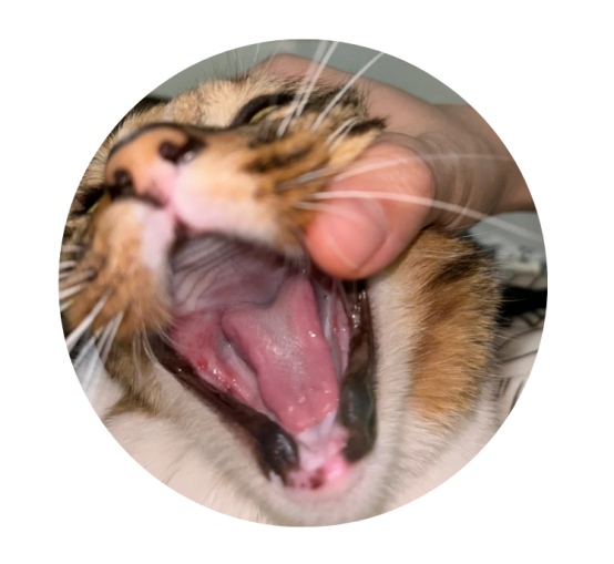 猫咪口炎怎么治疗？