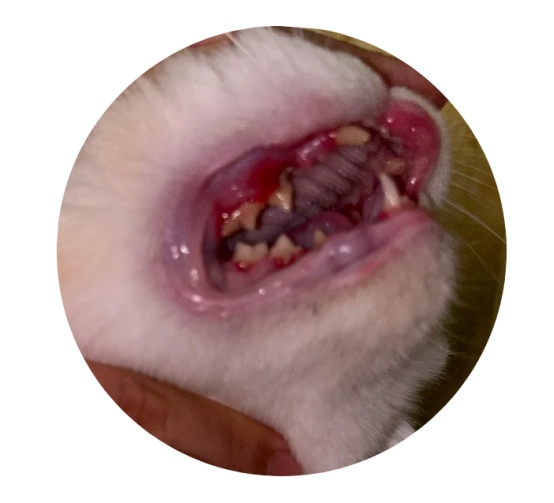 猫咪口炎的病因