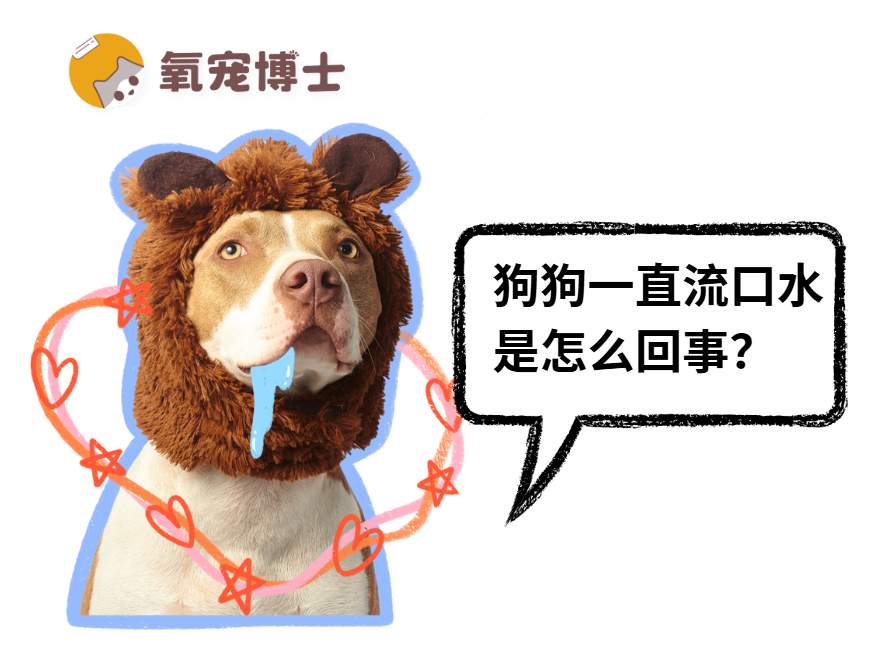 狗狗突然大量流口水