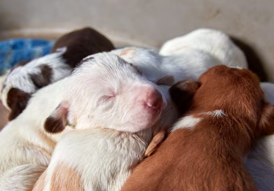 新手接生指南：狗狗分娩前有什么征兆？