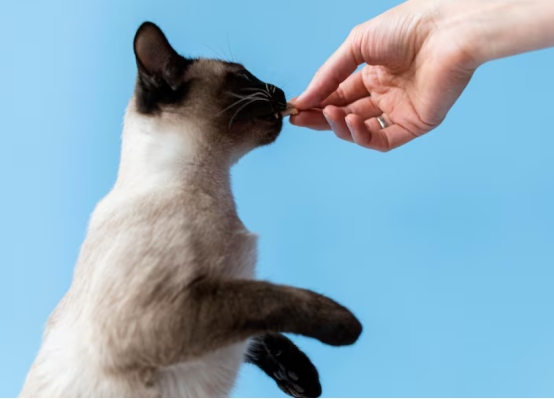 猫咪心脏不好不能吃什么？