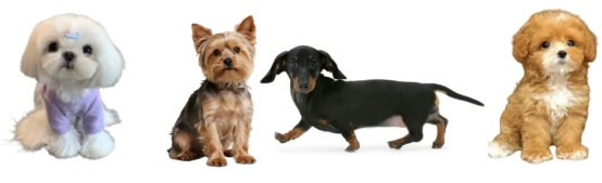 哪些小型犬比较好养？