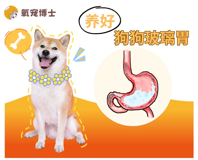 狗狗肠胃不好？可以这样养