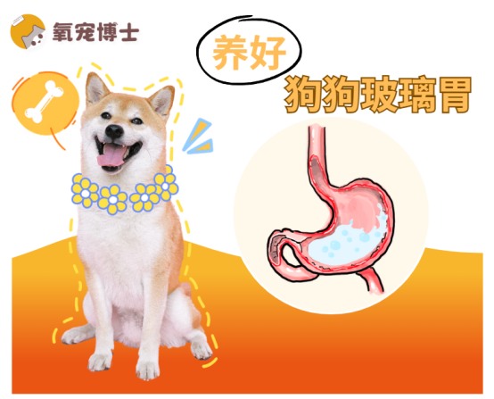 狗狗肠胃不好怎么养？