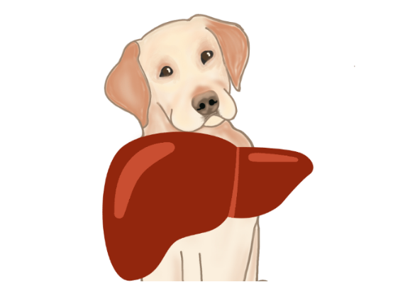 狗狗吃什么可以养肝？
