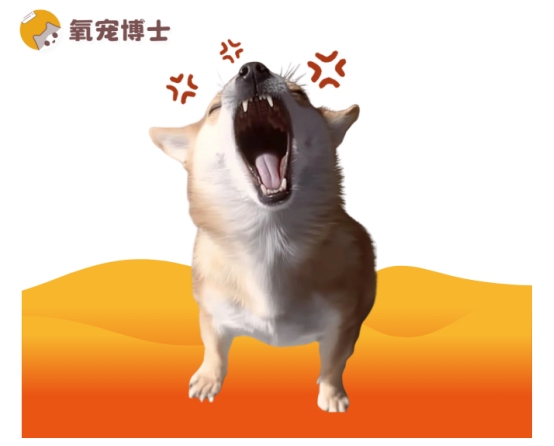 狗狗爱叫排名TOP5