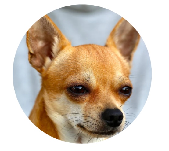 狗狗一直叫怎么办？