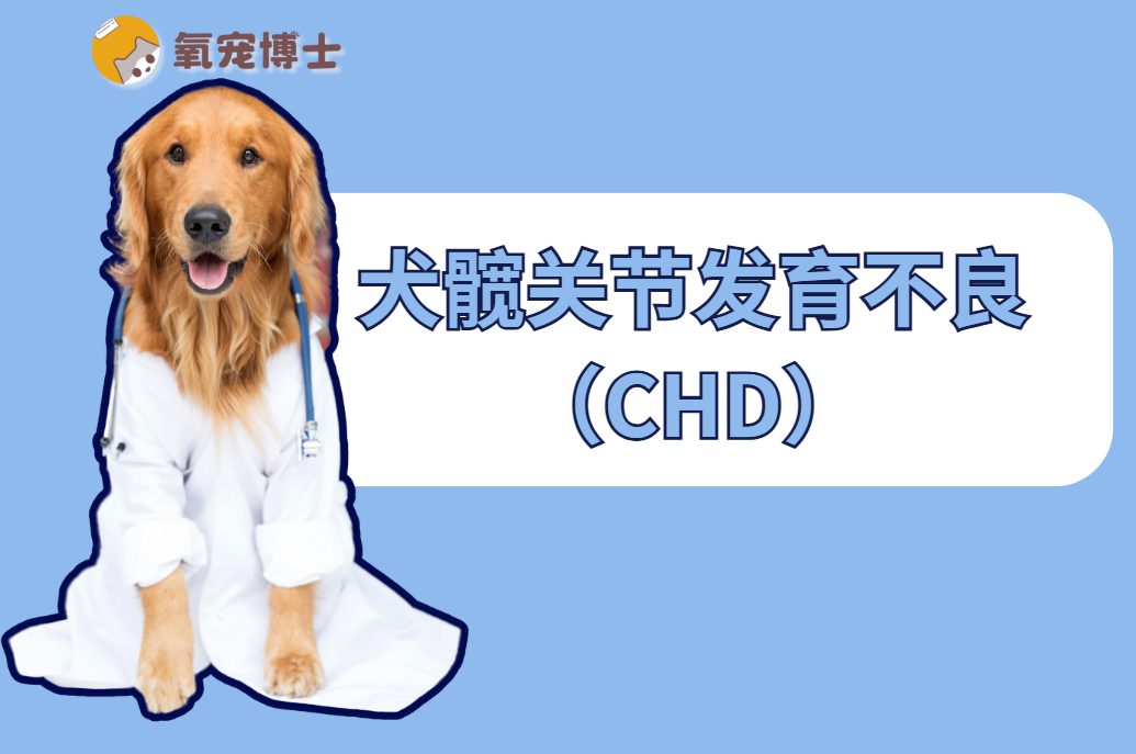 狗狗髋关节发育不良