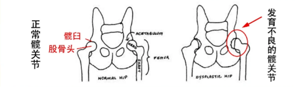 狗狗髋关节发育不良症状