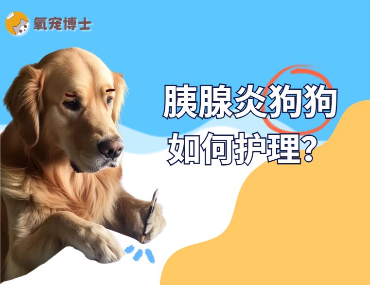 胰腺炎狗狗的正确养护方法