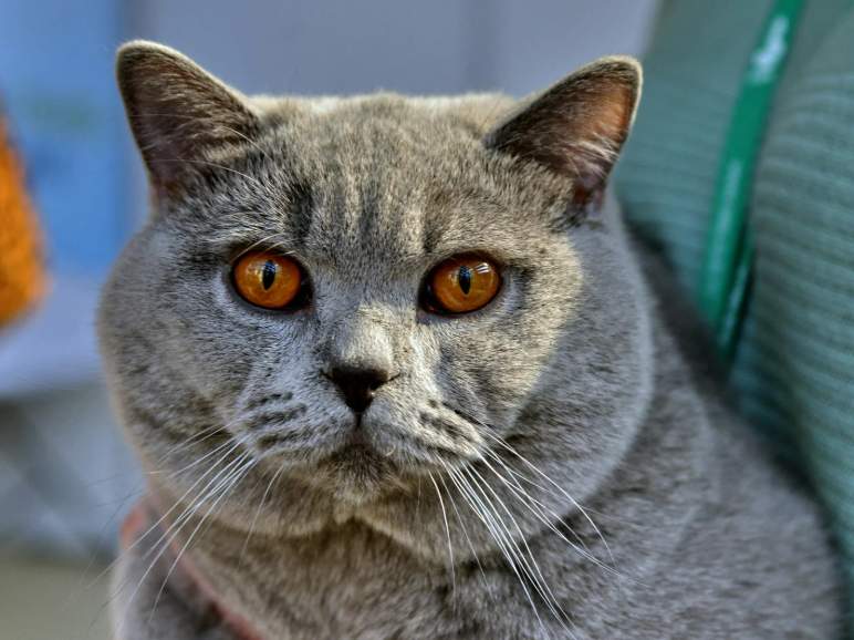 猫咪得了猫瘟多久会死？