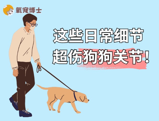 这些日常细节，对狗狗的关节伤害超级大！