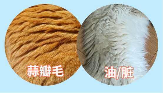 怎么区分猫咪蒜瓣毛和脏