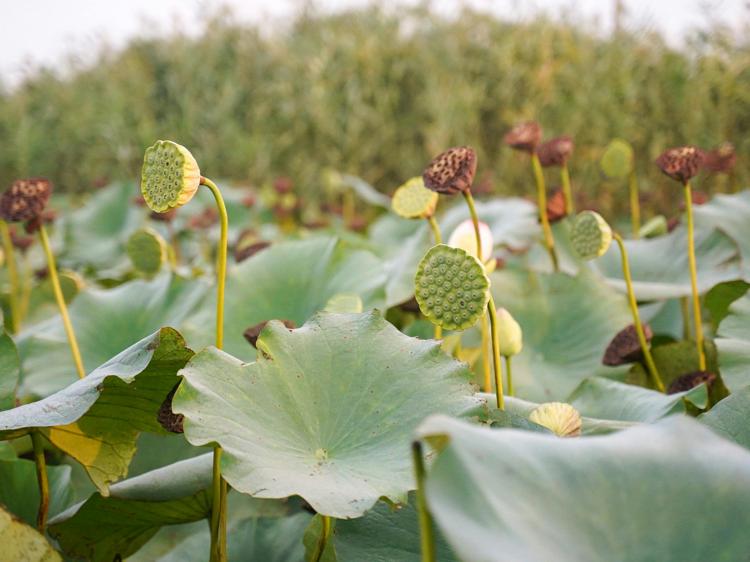 荷叶冬瓜调理暑湿：妙用解析与避坑指南