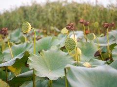 荷叶冬瓜调理暑湿：妙用解析与避坑指南