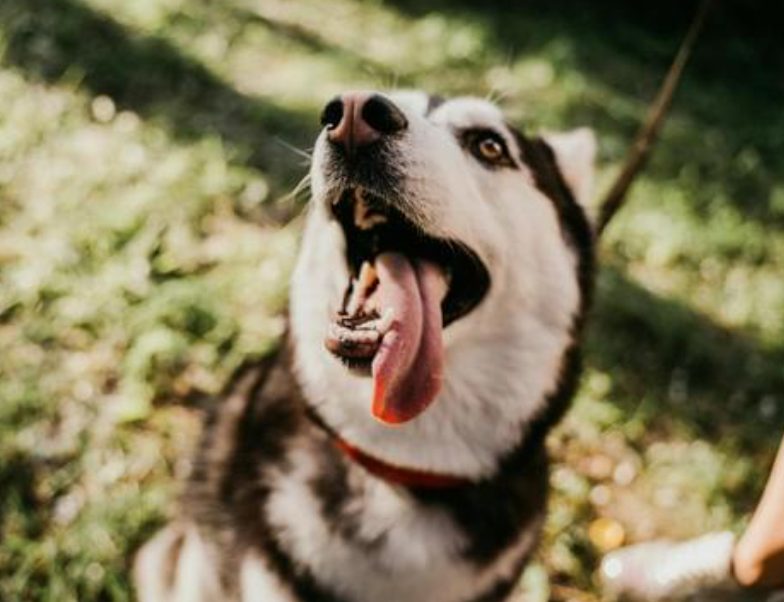 怎么知道狗狗有没有狂犬病？