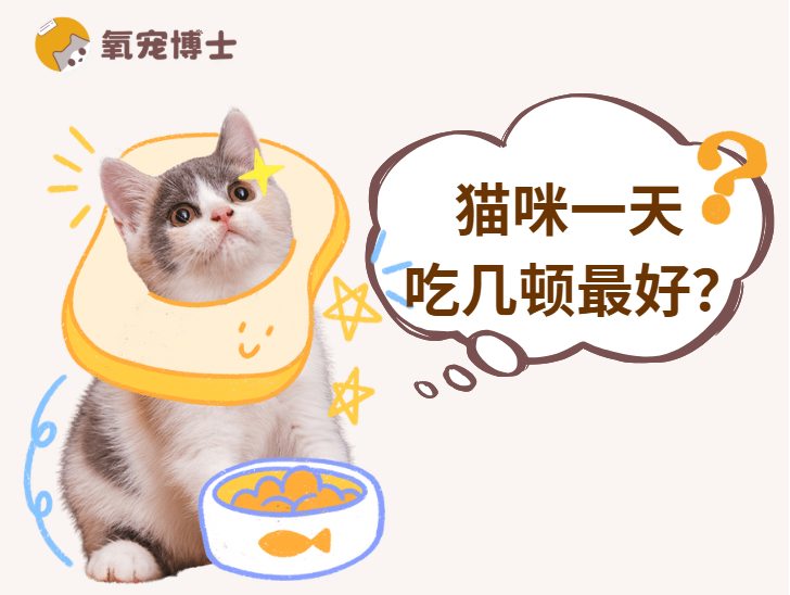 猫咪一天喂几顿比较好？