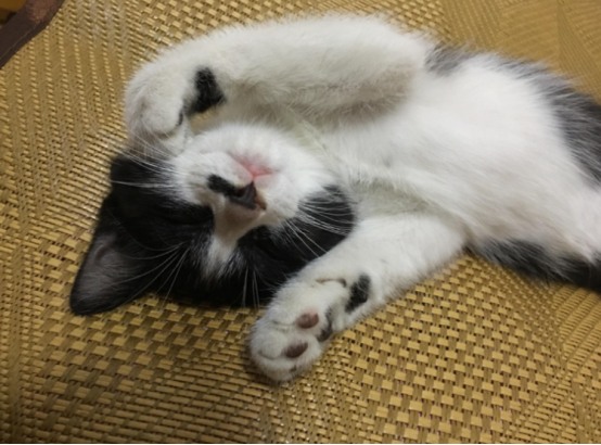 猫咪的正常睡眠时长