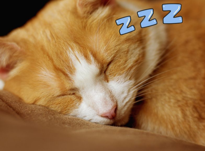 猫咪一整天都在睡觉正常吗？