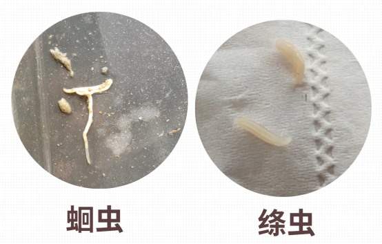 猫肚子里有虫的症状