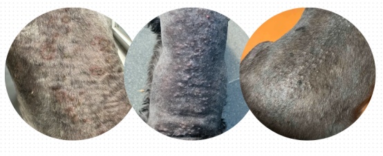 雪纳瑞的优缺点