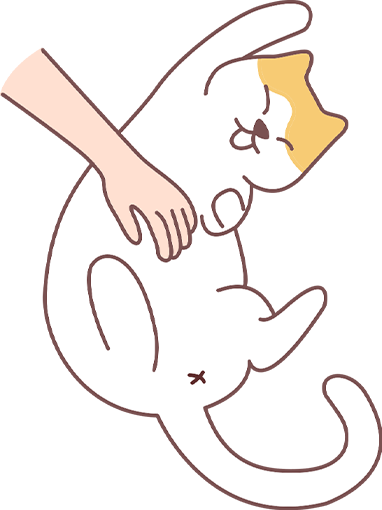 猫咪怎么养更粘人