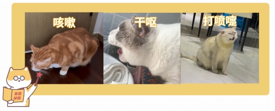 猫干呕和咳嗽的区别