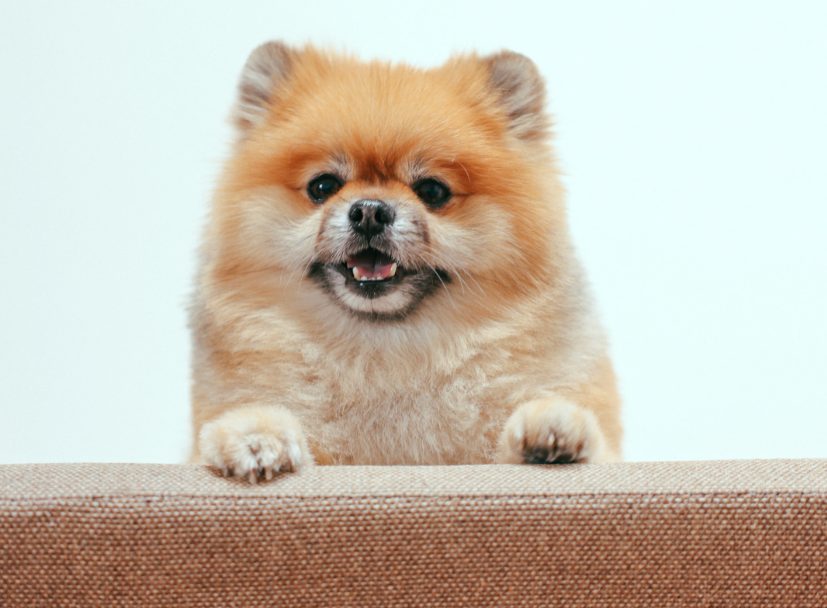 狗狗经常打嗝是怎么回事？