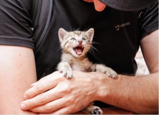 为什么老人养的猫更温顺