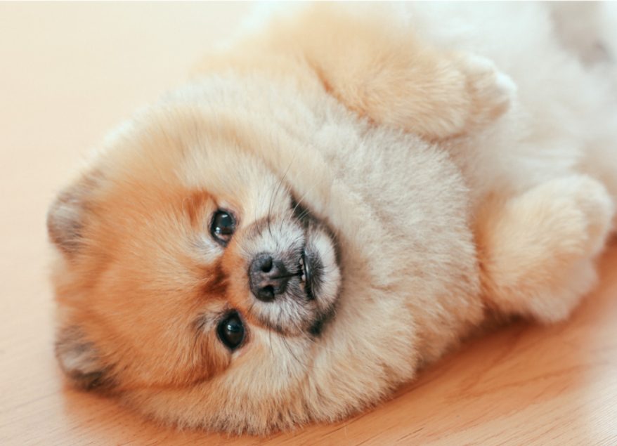 幼犬犬瘟热转阴后怎么预防抽搐？