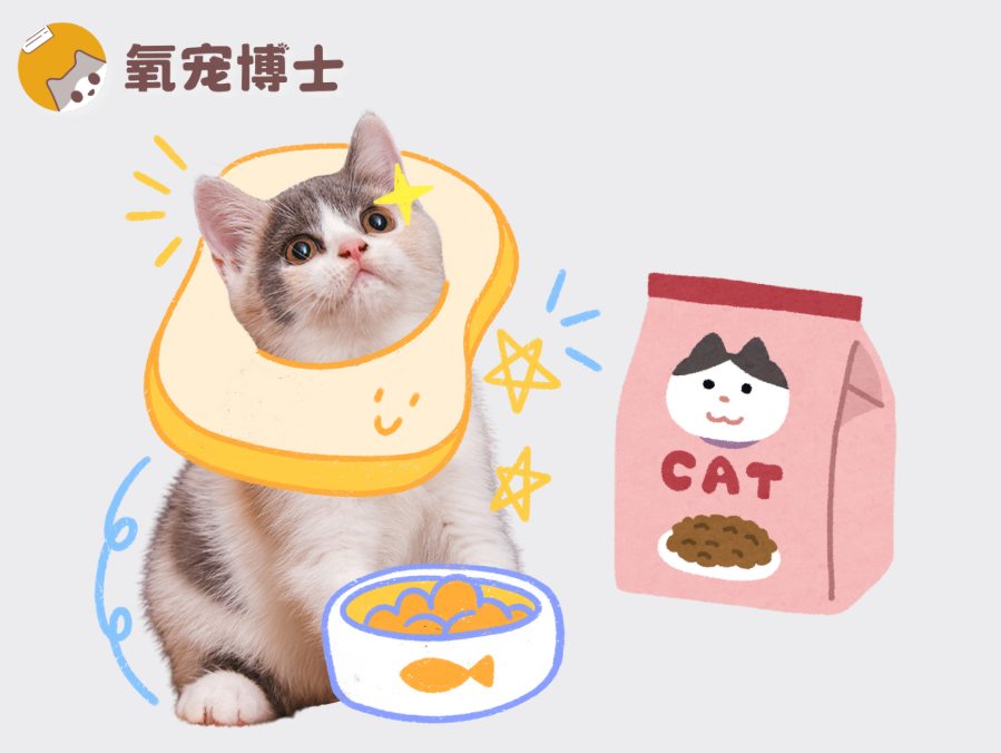 怎么判断猫粮适不适合你家猫咪？