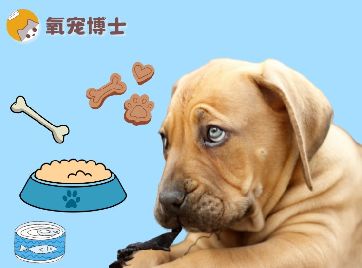 狗狗没有牙齿了怎么吃饭？