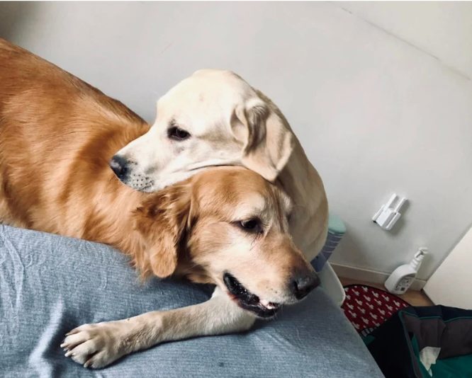 狗狗之间也有霸凌吗？