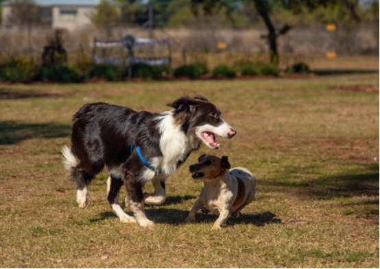 如何区分狗狗正常玩耍和霸凌？