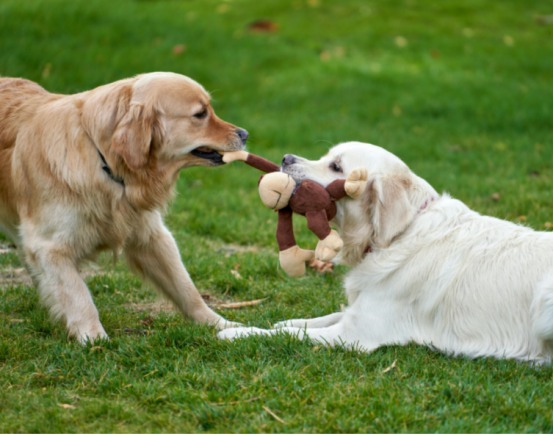狗狗的霸凌行为怎么区分