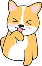 狗狗突然不愿意出门