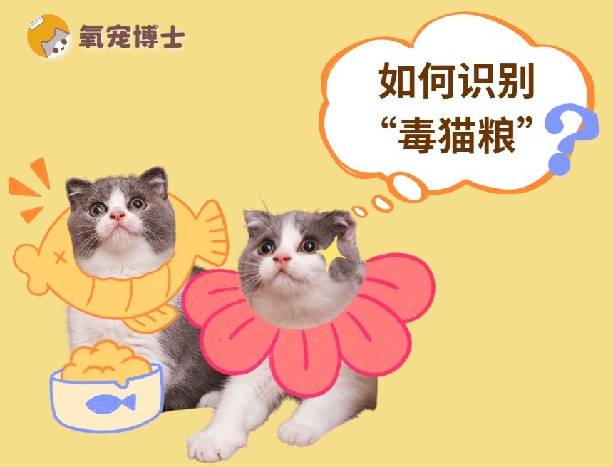 如何一眼识别毒猫粮？新手必看！
