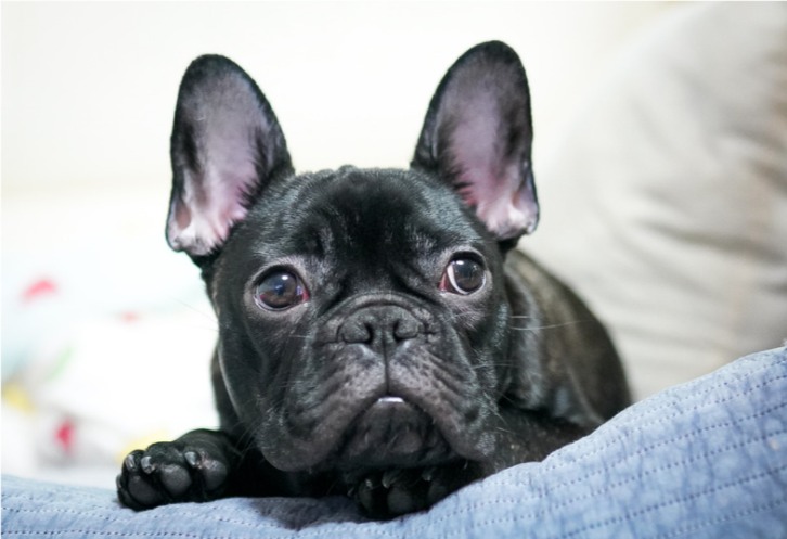 狗狗养到一半送人了好不好