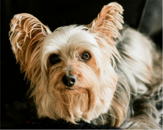 狗狗嫌弃主人的表现