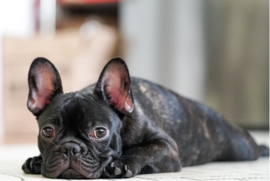 狗狗会嫌主人烦吗